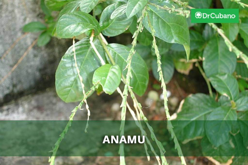 Anamu – Lekovita biljka (u kapsulama), cena i upotreba