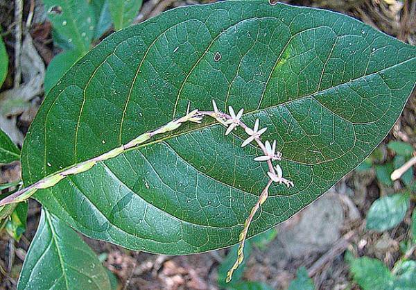 Tradicija i nauka u jednoj biljci